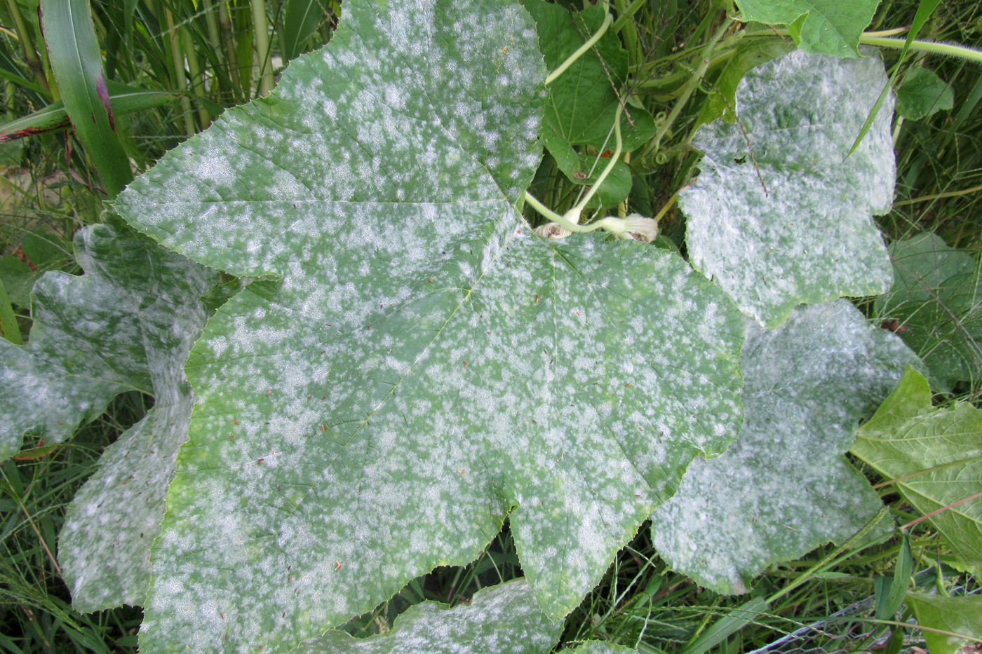 Autumn Garden Clean up Powdery Mildew Westside News