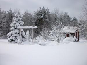 Structures like the arbor, evergreens and garden shed add interest in the winter landscape.
