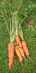 Nantindo carrots harvested the last week of October.