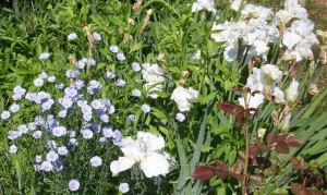 blue flax and iris