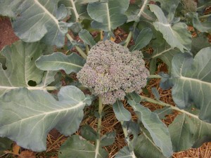 Early Fall - Broccoli ready for picking.
