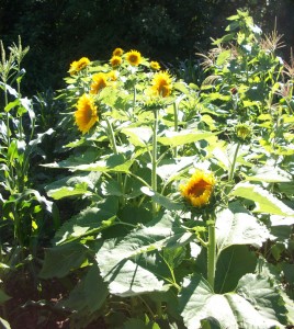 Mid Summer - Tasseled corn and sunflowers.