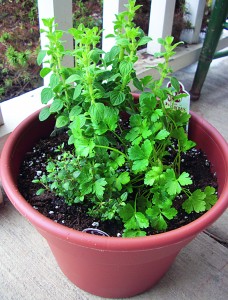 This herb container garden has oregano, thyme and flat-leaf parsley. As a precaution, during early spring’s variable temperatures, it’s a prudent idea to bring the herb planting under cover at night.