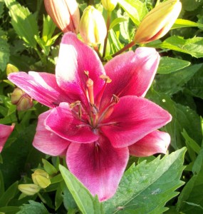 Asiatic lilies bloom early in the summer and add tons of color to the garden and the vase.