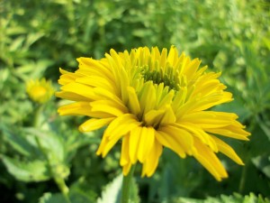 Heliopsis, sometimes called ox eye sunflower, looks great planted with daisies. They create a meadow-like effect in the perennial border.