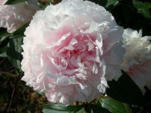 Peonies are the kings of the late spring/early summer perennials and are favorites for the vase. 