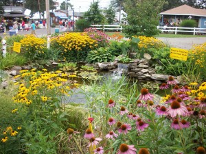 A perennial garden at mid-summer - cone flowers and rudbeckia create lots of color around a Koi pond display garden at the Erie County Fairgrounds in Hamburg, NY in August 2013.