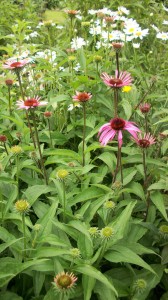 Coneflowers are just coming into bloom in this garden in front of daisies. The coneflowers will go on blooming long after the daisies are done and be joined by brown-eyed and black-eyed Susan (rudbeckia).