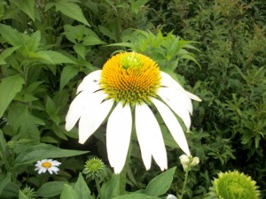 White coneflowers offer a neutral bloom in the riot of summer garden colors. 