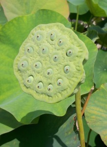 A lotus seed pod forming on one of the plants. K. Gabalski photo.