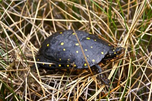 Spotted turtle, a Bergen swamp inhabitant.