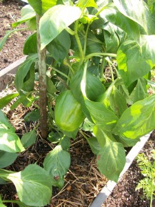 A green pepper plant thrives in the straw bale.