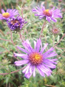 The native purple aster grows wild along roadsides - and sometimes volunteer in gardens to show off vibrant color.