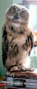 Goliath, a Eurasian Eagle Owl, patiently sits on a scale. It weighed in at 2140 grams, around 4-3/4 pounds. In adult size it is the second largest owl in the world, the largest is the Blakistan Fish Owl whose home is in Russia.