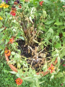 Not a pretty sight: A pot of zinnias affected by the white mold. You can see the tan color of the dying stems and the white, cottony material at the base of the plant. 
