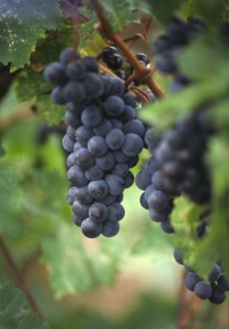 grapes growing