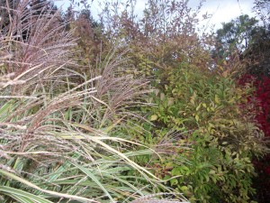 Shrubs and ornamental grasses blend together in the autumn landscape. K. Gabalski photo.