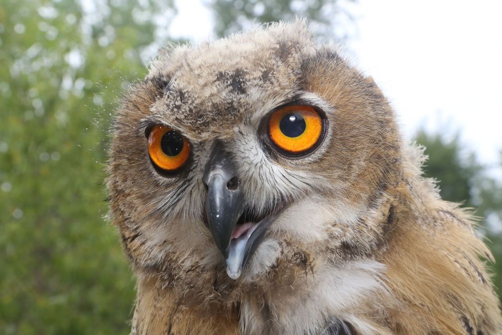 Find out more about Birds of Prey during events at Braddock Bay April ...