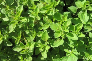 Herbs, such as oregano shown above, are especially fragrant. K. Gabalski photo