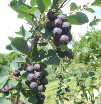 A Berry Of A Different Kind Juneberry Westside News Inc