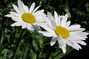 Daisies are easy to grow and provide a lot of blooms over a relatively long period. K. Gabalski photo