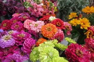 Colorful fresh-cut flowers at the Honqualac Haven booth. K Gabalski photo