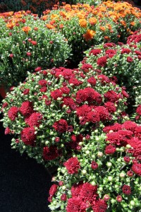  The intense colors of fall mums add to any autumn landscape or garden. These are on display at Kirby’s Farm Market in Brockport. K. Gabalski Photo