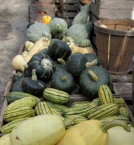 Farm market and grocery store produce department displays offer plenty of choices for tasty winter squash varieties in all shapes and colors. This photo depicts the bins of winter squash on sale at Sara’s in Brockport. K. Gabalski photo