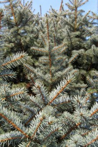 The blue-green branches of blue spruce make the evergreen a beautiful tree for decorating. Blue spruce trees have strong branches that will hold heavy ornaments, but the needles are stiff and sharp and sometimes not user-friendly. K. Gabalski photo