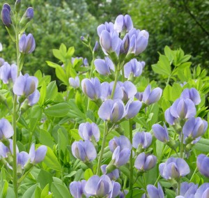  Baptisia australis or blue false indigo, is one of my favorite perennials. It has beautiful blue flowers in late spring, gorgeous soft, shrub-like foliage all summer, and interesting seed pods for autumn crafts. K. Gabalski photo