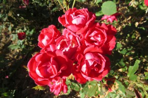  My easy-care landscape roses have bloomed beautifully through the dry conditions. K. Gabalski photo