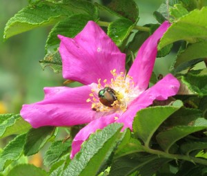  A pair of Japanese beetles “do their thing” on one of my rugosa rose blossoms. Knowing what pests are present in your garden and their life-cycles, can help you develop your own pest management strategy. K. Gabalski photo.