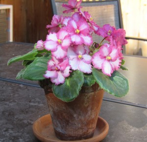 This exquisite African Violet is part of Garrett’s houseplant collection. K. Gabalski photo