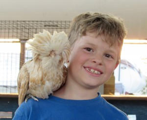 Gideon Pask of Barre has some fun with the Bufflaced Polish chicken he showed during the 2016 Orleans County 4-H Fair held the week of July 25-30.