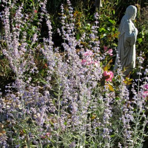 Russian Sage blooming in my late summer/early autumn garden. Transplanting some of your garden plants can add new interest and life to your landscape and fall is one of the best times of year to consider doing the job. K. Gabalski photo