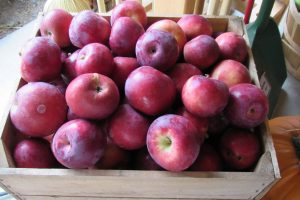 The local apple crop is one of the great delights of autumn in Western New York. Brightly’s Farm Market has many varieties from which to choose. K. Gabalski photo