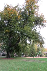 The giant copper beech tree at South Ave. Park in the Village of Brockport stands sentinel over the new playground. K. Gabalski photo
