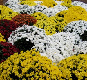 Hardy fall mums at Brightly’s Farm Market in Hamlin make a colorful, quilt-like display. K. Gabalski photo 