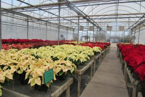 A festive greenhouse full of poinsettias at Kirby’s Farm Market in Brockport ... the traditional Christmas plant makes a great gift for gardeners. K. Gabalski photo