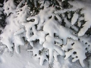 Snow (and Christmas lights) cover the needles of a blue spruce tree in my yard. K. Gabalski photo