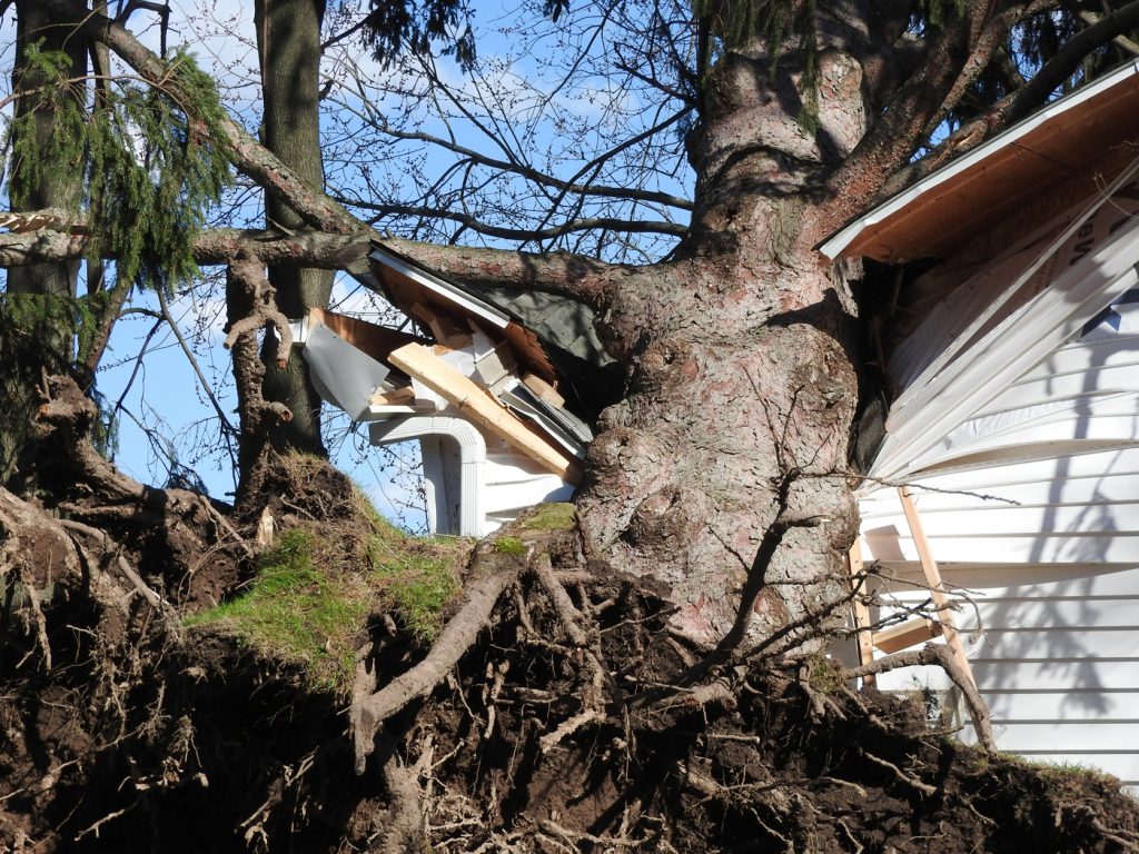 This tree crashed into a home on West Avenue in Spencerport.