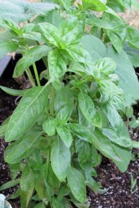 May is a big month for planting in the garden, and vegetables like peas and lettuce are safe to plant even when frost still threatens.  Basil, shown in the photo, is best planted when things have warmed-up in June. K. Gabalski photo 