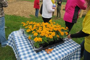 Those attending the opening of the Holley Community Garden were invited to take home a marigold as a natural way to deter garden pests. The Holley Community Garden is organic. K. Gabalski photo 