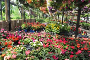 Sara’s grows its own annuals, vegetables and hanging baskets in their 20,000 square feet of greenhouse space. K. Gabalski photo