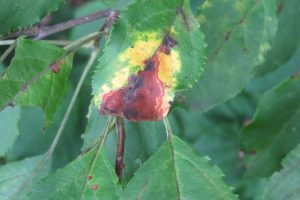 Fungal diseases such as Apple Scab thrive in the wet weather conditions we have had this year. K. Gabalski photo