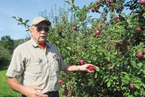 John Burch of Burch Farms in Hilton stands in his Empire Apple orchard on Route 259 in Hilton. The Empires have slight nicks in their skins from a June hail storm. K. Gabalski photo
