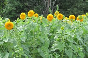 Cheery, yellow sunflowers are ready for cutting. The last planting of sunflowers was completed in late August. The blooms will be ready for fall bouquets in October. K. Gabalski photo