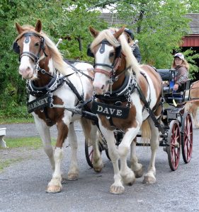 Horses, like Barney and Dave, are just some of the many animals to be found at Genesee Country Village & Museum’s Fall Festival & Agricultural Fair September 30 and October 1. Provided photo