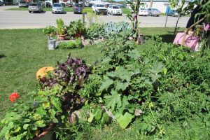 View of the Victory Garden at Orleans County Cornell Cooperative Extension. K. Gabalski photo