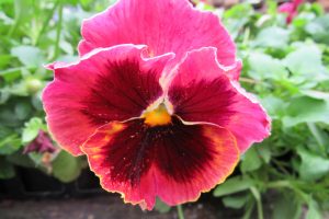 Pansies love growing in fall weather and are an alternative to the more popular chrysanthemum. K. Gabalski photo
